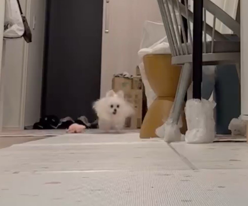 遊ぶポメラニアン