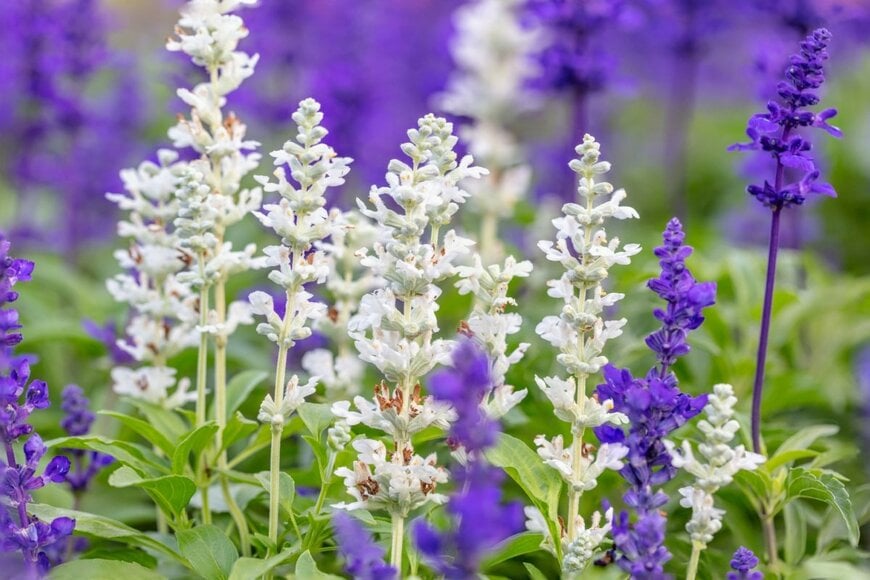 ブルーサルビアの花。色は青と白