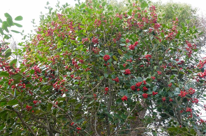 冬に赤い実をつけるクロガネモチ