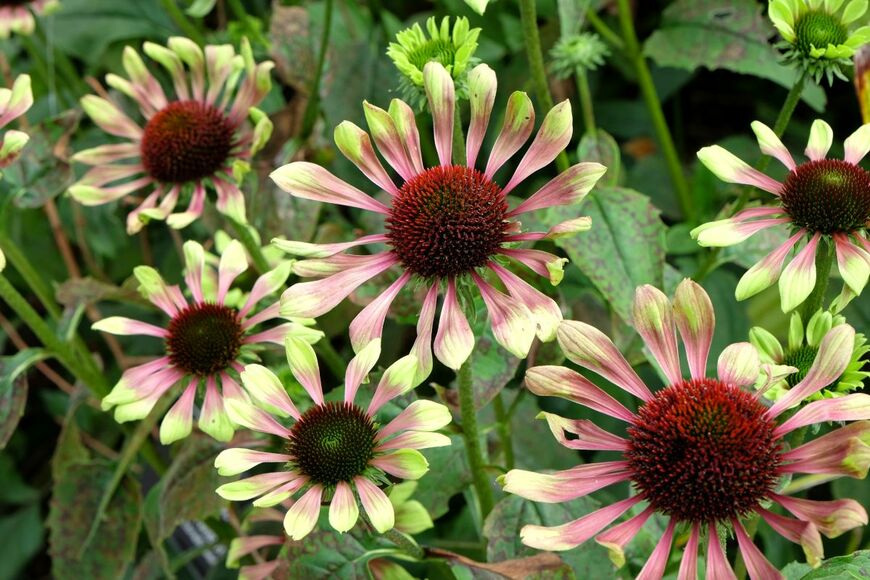 くすみピンクのエキナセアの花