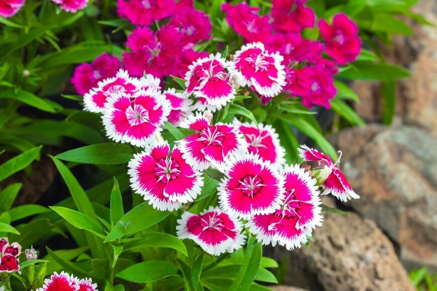 花びらの縁が白色のピンクの花が満開のナデシコ