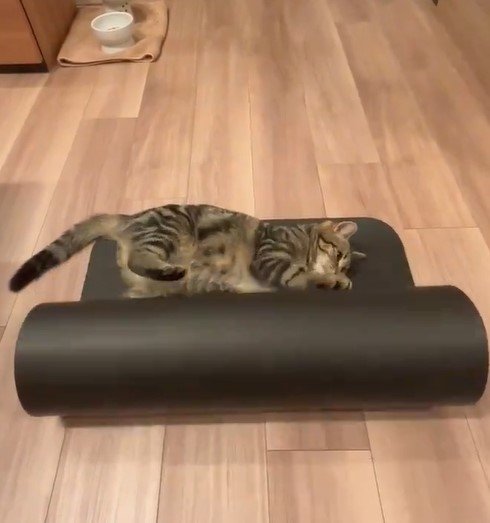 ヨガマットと猫