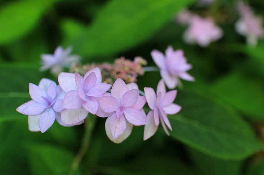 うす紫色の花を咲かせているアジサイ、シチダンカ