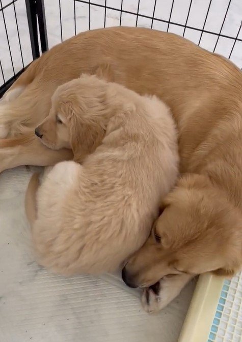 隙間なくくっつく、つゆちゃん