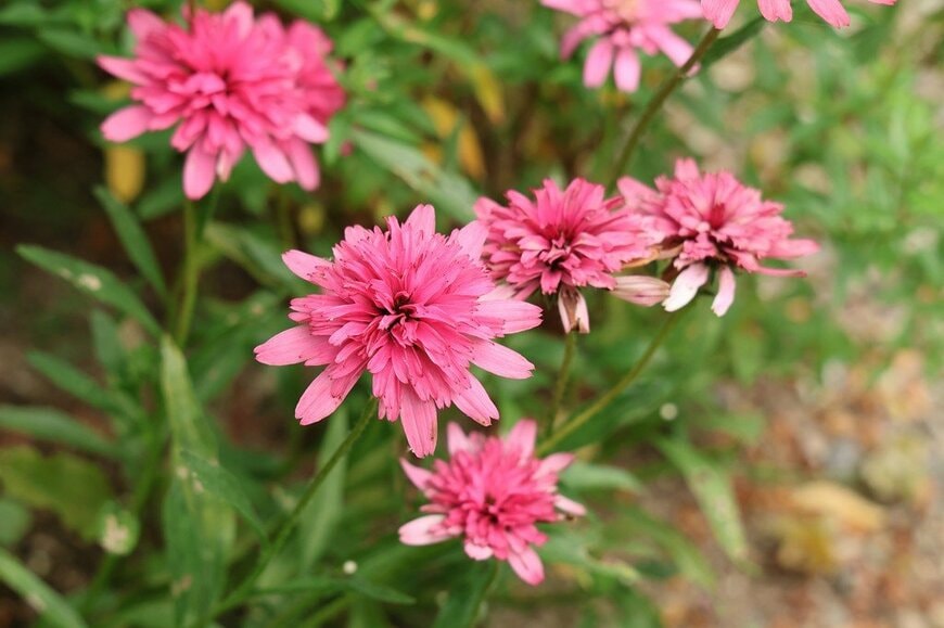 カラバリ豊富で、花持ちのよさも魅力の「エキナセア」