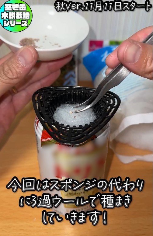 サニーレタスの秋栽培