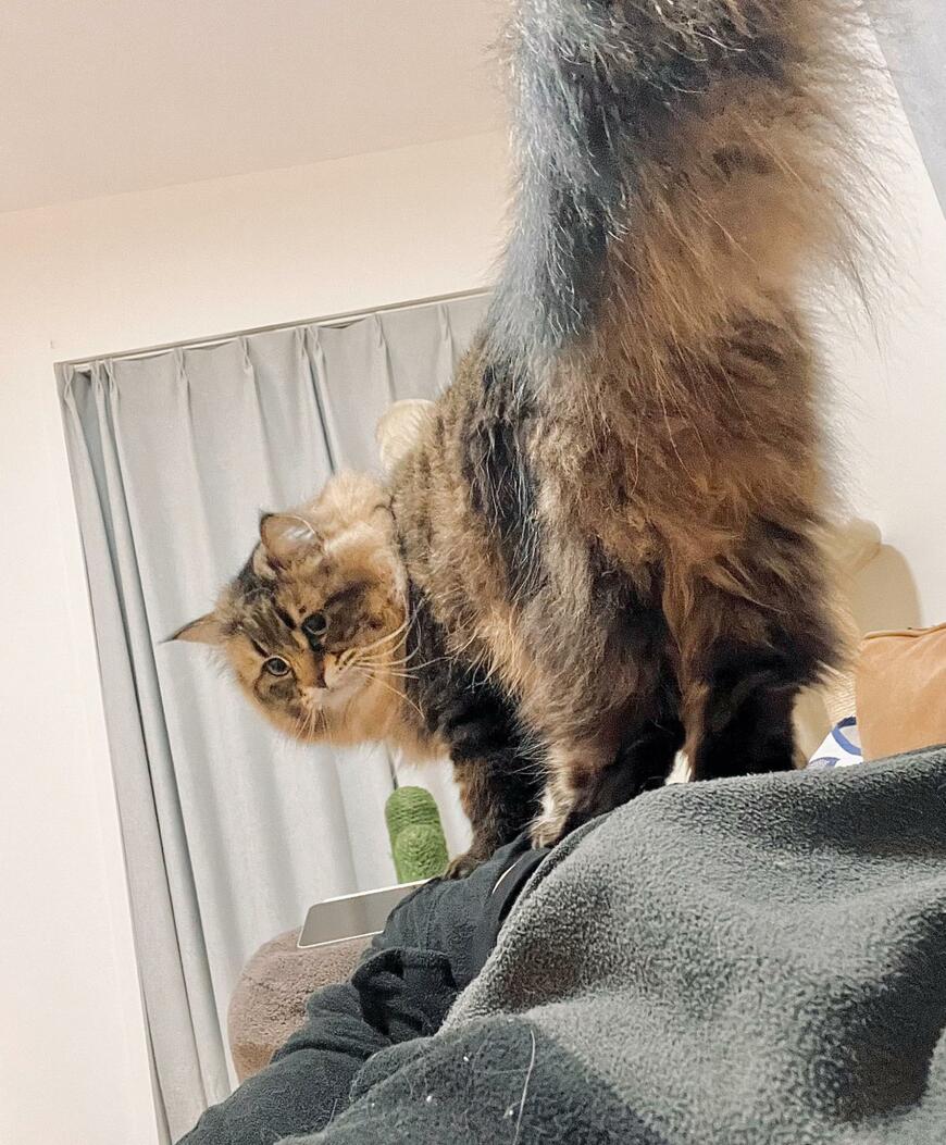 飼い主さんの上に乗る猫