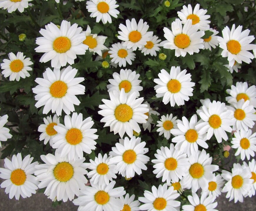 白い花びらで、花の中央が黄色の、ノースポールの花