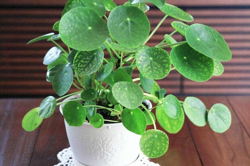 白い植木鉢に植えられた、ピレア・ペペロミオイデス