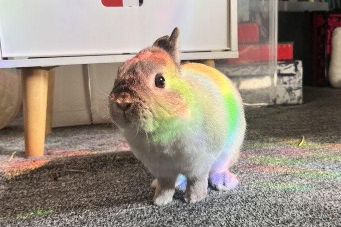 虹色になったウサギ