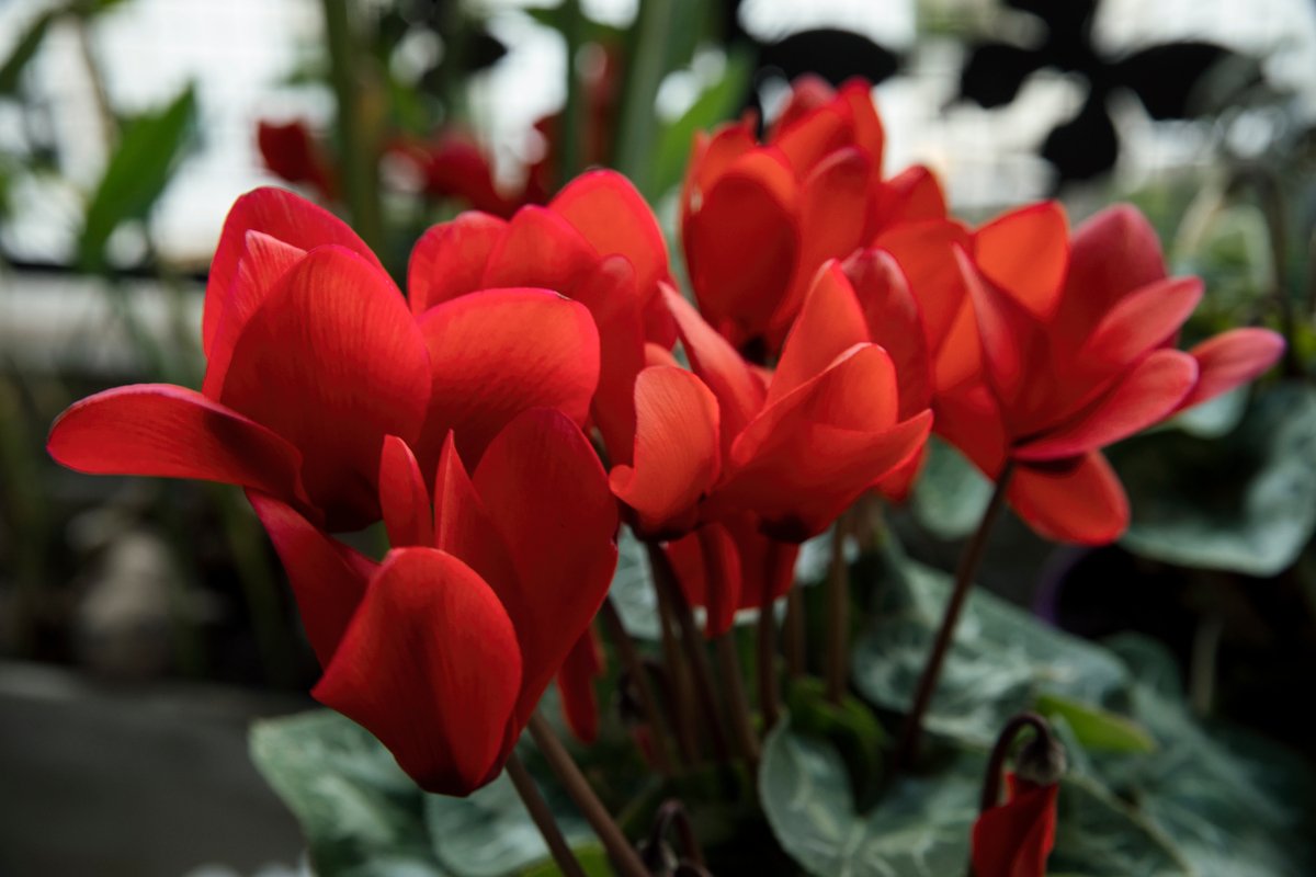 写真 シクラメンの花言葉 赤い花は 嫉妬 他の色は ユニークな由来も解説 Limo くらしとお金の経済メディア 写真 シクラメンの花言葉 赤い花は 嫉妬 他の色は ユニークな由来も解説 Limo くらしとお金の経済メディア