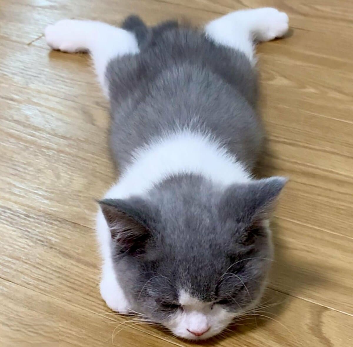 悶絶】足を開いて寝ていた子猫、3年後…驚きの成長にXユーザーが