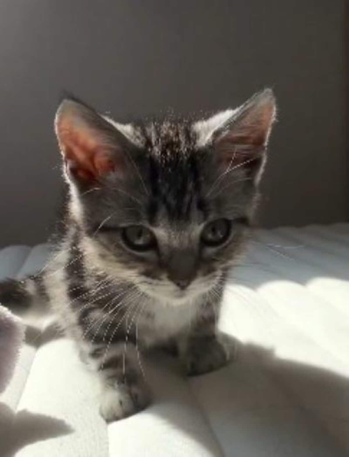 構って欲しい子猫 自分だけかまって欲しい子猫』→他の子猫に構ったら…まさかの