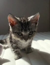 飼い主さんを起こしたい子猫　まさかの「手段」に悶絶の声続出