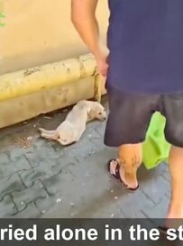 【保護犬】孤独に鳴いていた子犬が、愛情に包まれて成長するまでの軌跡