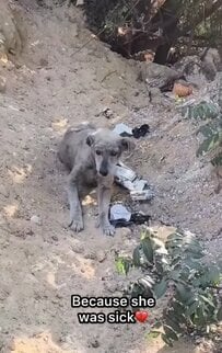 重度の皮膚病で「命の危機に瀕していた」高齢犬を救出 病院で判明した胸が痛むほど過酷な状態