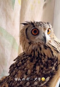 【モデル立ちするフクロウ】謎の決めポーズを取るフクロウさんに「カッコいい」「鳩胸！」の声が続々