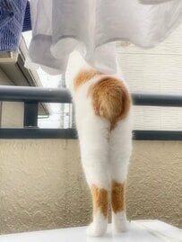 猫ちゃんの癖になるうしろ姿…可愛らしいおしりにほっこり癒される