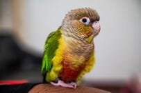 【まるでコウモリ】逆さ吊りになったインコの笑える姿に反響　「ドヤ顔」「新種」