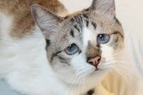 猫からの「遊ぼう」を待たせたら…　心がギュッとなる展開に「絶望感が凄くて抱きしめたい」