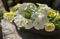 今が旬！ペチュニアの寄せ植えがセンス良く決まる《相性抜群の植物3選》