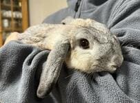 「ママだっことパパだっこ」あからさますぎるウサギの反応に思わず笑ってしまう　「あからさますぎてw」