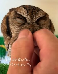 【撫でられて喜ぶフクロウ】クチバシちょい下がツボ→終わったらキリッとした表情に！