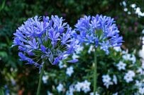 植えどきはいま！初夏の庭を美しく彩る宿根草3選