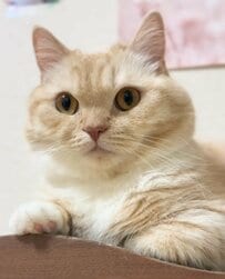 「無理そうな顔してるw」眠たすぎる猫ちゃん、飼い主への意外な態度に笑ってしまう！