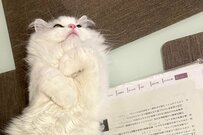 テスト勉強中の子供、猫に残酷な仕打ちを食らってしまい大反響