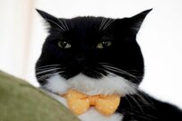 【お餅みたい】むにゅっとしたほっぺが可愛すぎる猫ちゃんに悶絶！「美味しそうです」と反響続出