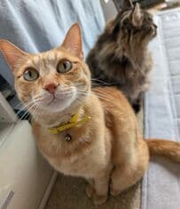 「にっ」と不敵な笑みを浮かべる猫ちゃん！？普段の表情と迫力満点のお顔のギャップがすごい