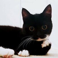 頬杖をついてこちらを見つめる猫ちゃんが話題！お手本のような「ニャン」ポーズにも悶絶！