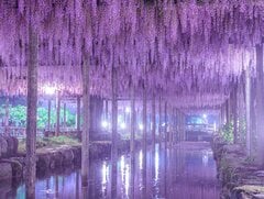 まるで異世界！愛知にある幻想的な藤棚が話題「美しさに溢れていますね」