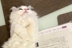 テスト勉強中の子供、猫に残酷な仕打ちを食らってしまい大反響