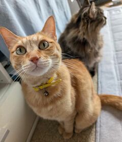「にっ」と不敵な笑みを浮かべる猫ちゃん！？普段の表情と迫力満点のお顔のギャップがすごい