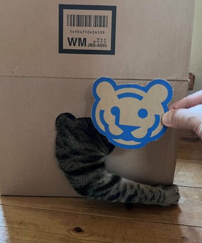 変身した猫
