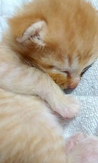 スヤスヤ眠る子猫時代のぷりんちゃん