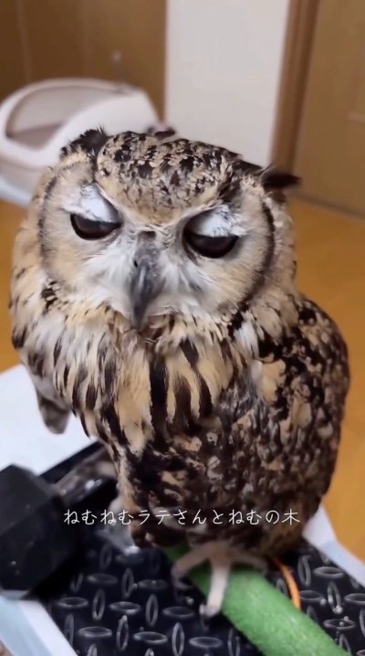 投稿動画のワンシーン