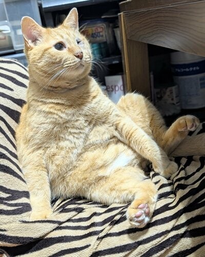 おじにゃんポーズのモカちゃん
