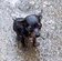 雨の中でずぶ濡れになっていた子犬を保護 シェルターで成長し、今では仲間と元気に遊ぶ日々