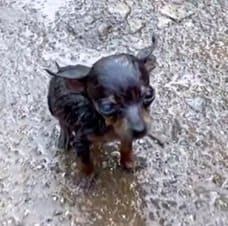 雨の中でずぶ濡れになっていた子犬を保護 シェルターで成長し、今では仲間と元気に遊ぶ日々