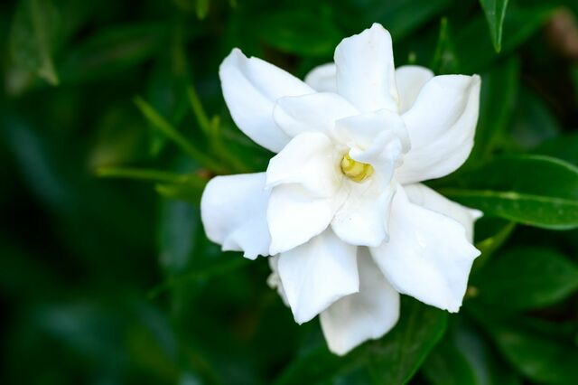 初夏に「いい香りの花が咲く」今が植えどき！狭い庭や玄関先でも育てやすい《小さめ低木》3選