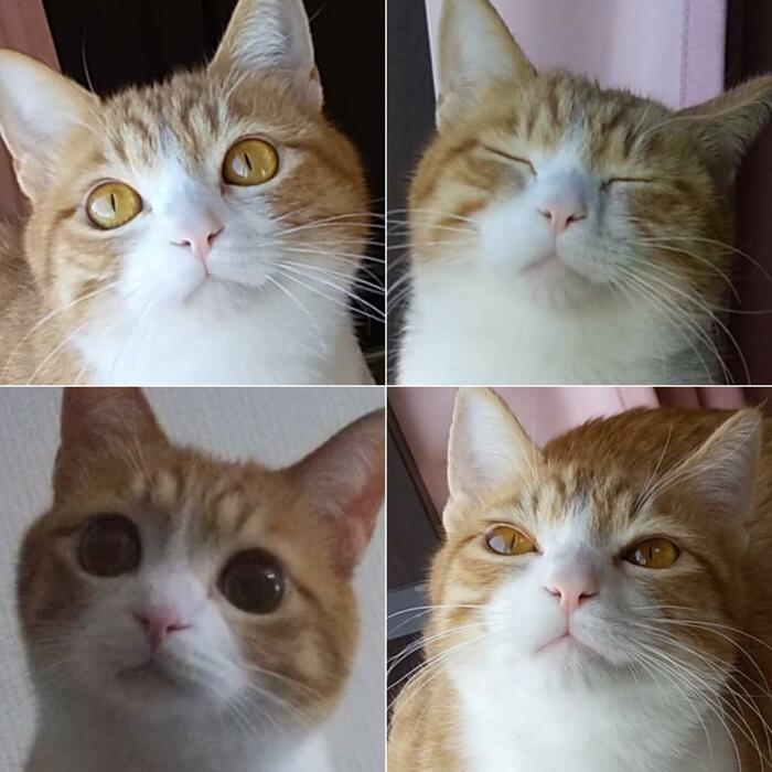 猫いろんな表情