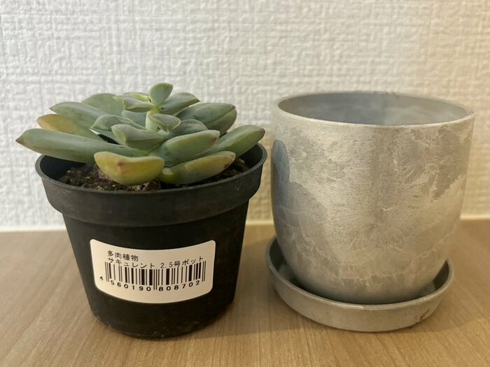 2.5号ポットの多肉植物を植え替えることにしました