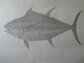 イワシの群れで大きなクロマグロを描いたアート作品　魚の目にこだわった仕上がりに「バケモンだ」