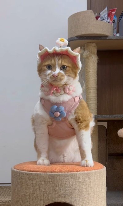 出所：＠monburan_sanpo