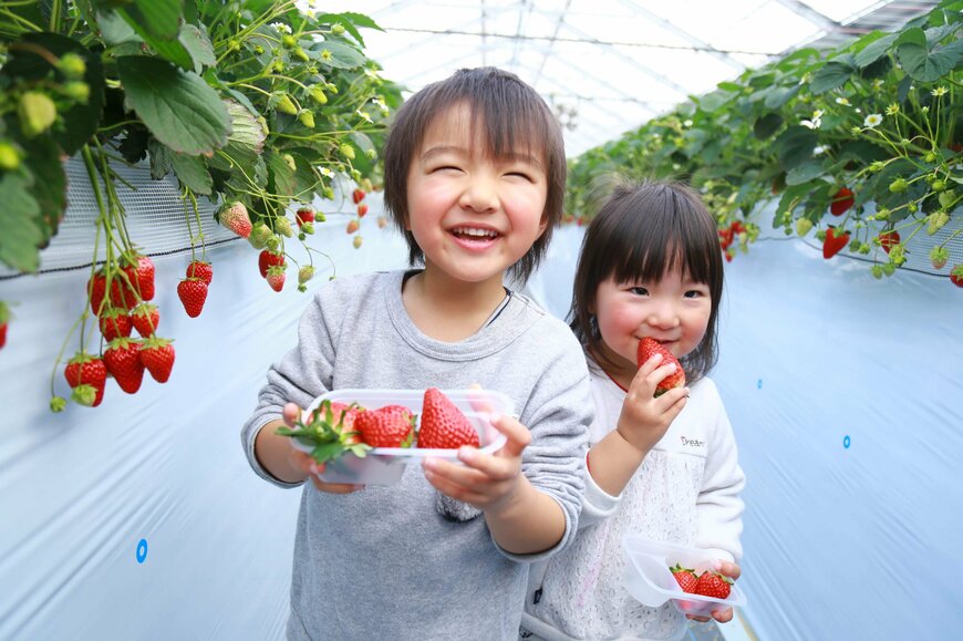 【いちご狩り】秩父でいちご狩り＆お花スポットをめぐるツアーを開催中！