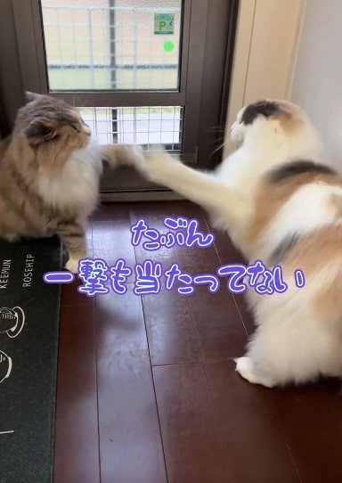 出所：＠cat.kinakomochi