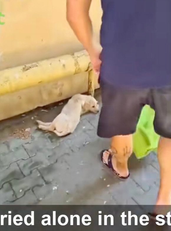 【保護犬】孤独に鳴いていた子犬が、愛情に包まれて成長するまでの軌跡